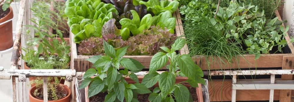 Verschiedene Salate und Kräuter wachsen in Holzkisten und Töpfen auf einem Balkon.